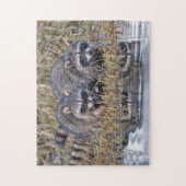 対のアライグマ ジグソーパズル (縦)