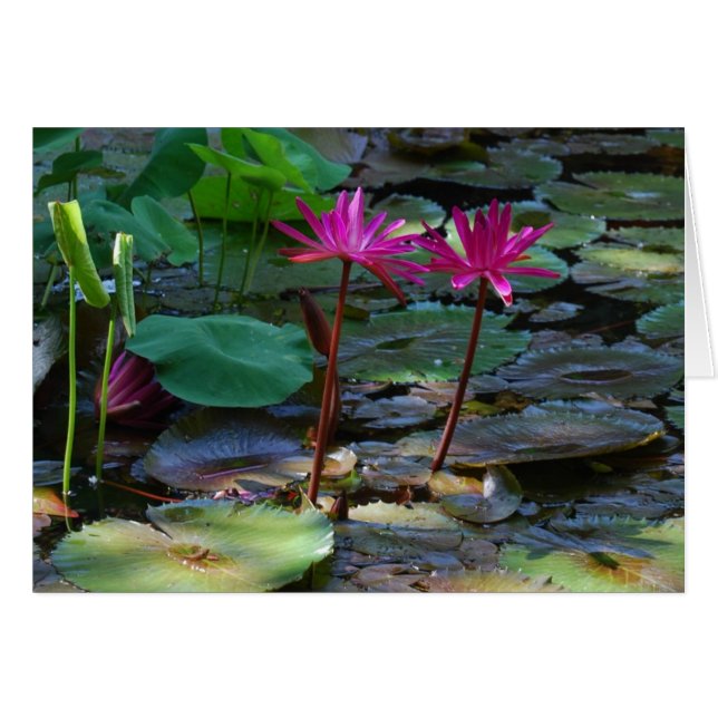 対のピンク (正面横)