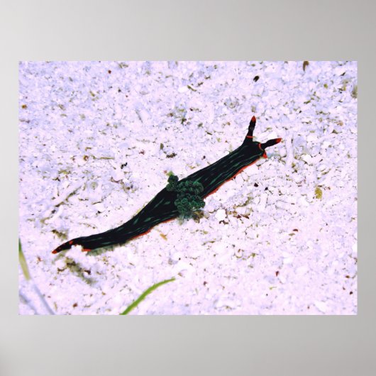 対照分枝 ポスター (正面)