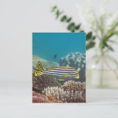 対角線によってバンドを付けられるSweetlip (Plectorhinchusのlineatus) ポストカード (スタンド正面)