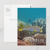 対角線によってバンドを付けられるSweetlip (Plectorhinchusのlineatus) ポストカード (正面/裏面)