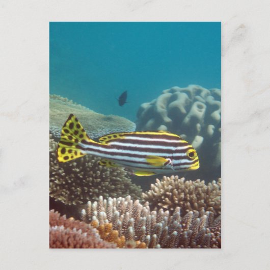 対角線によってバンドを付けられるSweetlip (Plectorhinchusのlineatus) ポストカード (正面)