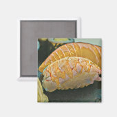 寿司の恋人ギフト マグネット (正面/裏面)