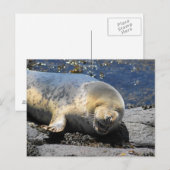 封印笑いパフィンのツアーfarne islands uk ポストカード (正面/裏面)