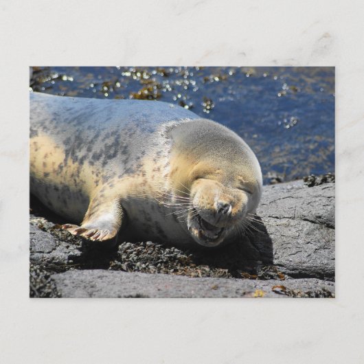 封印笑いパフィンのツアーfarne islands uk ポストカード (正面)