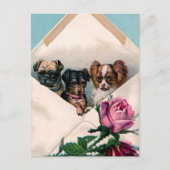 封筒に入れた犬 ポストカード (正面)