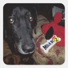 封筒に貼ったブラックラボ/おもちゃのシール スクエアシール
