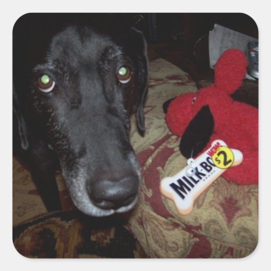 封筒に貼ったブラックラボ/おもちゃのシール スクエアシール (正面)