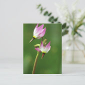 射撃、 発砲星ワイルドフラワー，カリフォルニア，アメリカ ポストカード (スタンド正面)