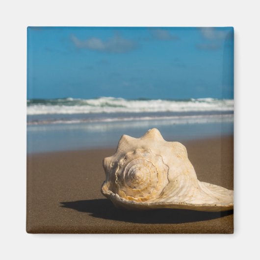 将来のビーチ マグネット (正面)