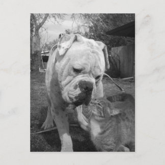 尊重 ポストカード