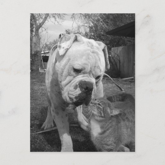 尊重 ポストカード (正面)