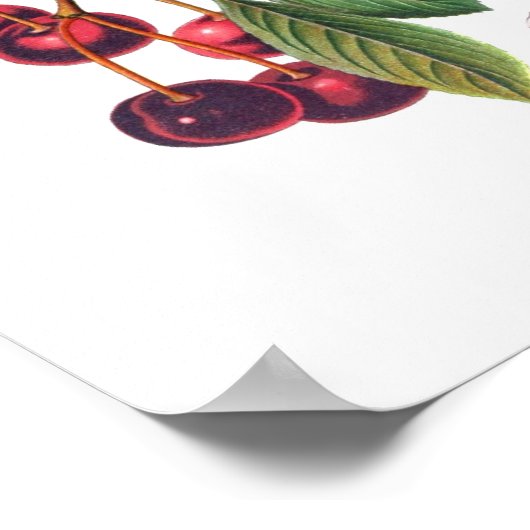 尋常(性)さくらんぼ ポスター (角)