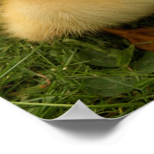 小おもしろい鳥 ポスター (角)