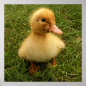 小おもしろい鳥 ポスター (正面)