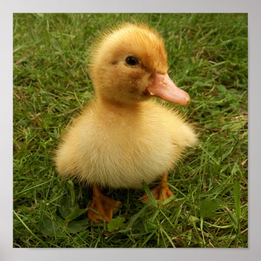 小おもしろい鳥 ポスター (正面)