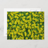 小かわいらしさな黄色い花 ポストカード (正面/裏面)