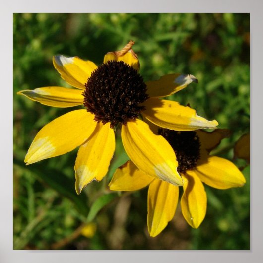 小かわいらしさな黄色の花広場 ポスター (正面)