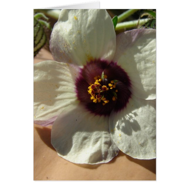 小かわいらし白花 (正面)