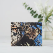 小ぎれいな木のテン ポストカード (スタンド正面)