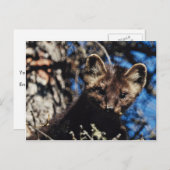 小ぎれいな木のテン ポストカード (正面/裏面)