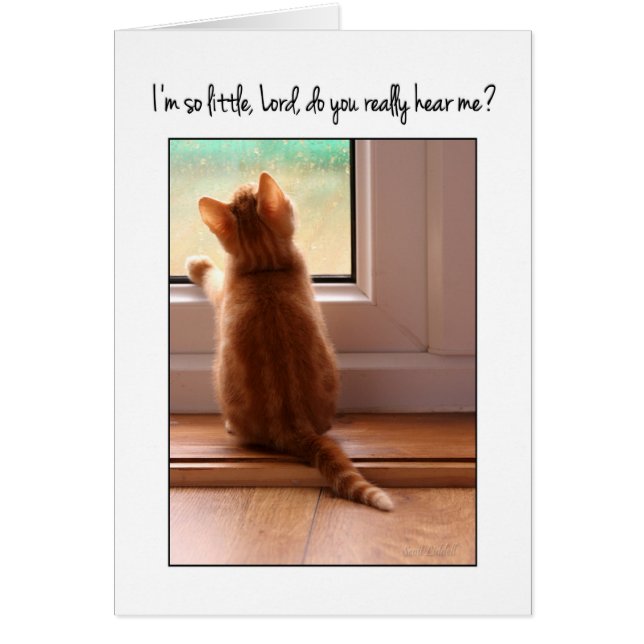 小さいの主よ聞こえるの？子猫 (正面)