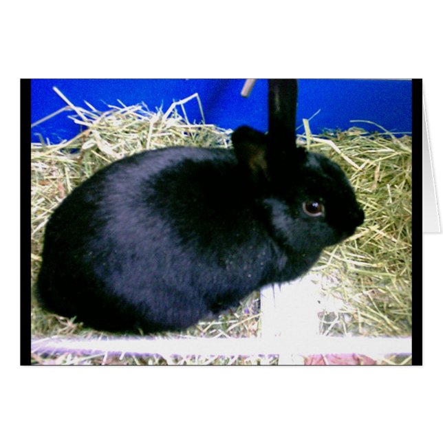 小さいウサギ2 (正面横)