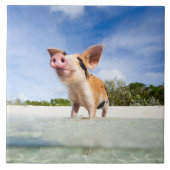 小さいコブタ タイル (正面)