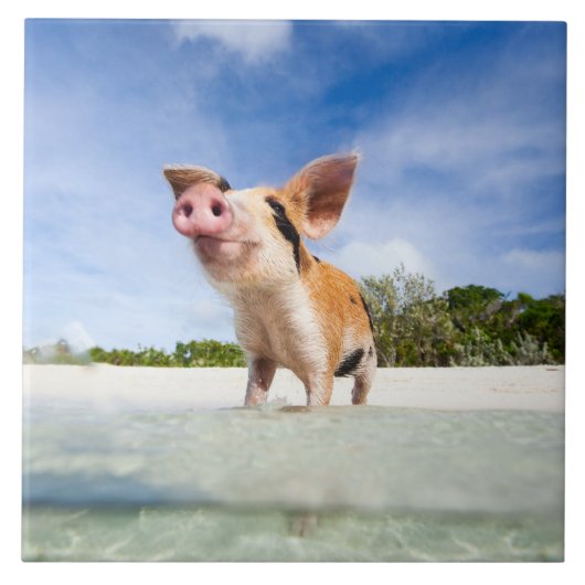 小さいコブタ タイル (正面)