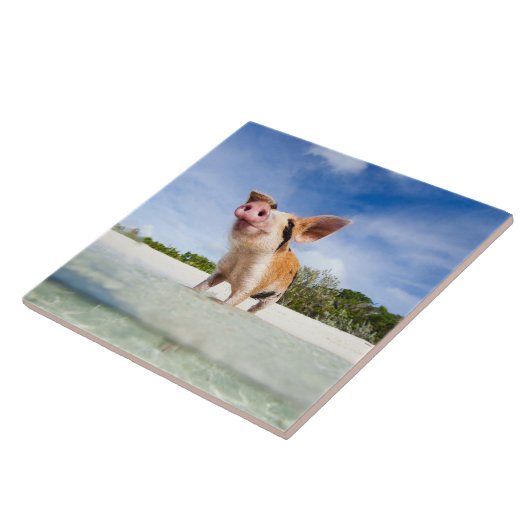 小さいコブタ タイル (側面)