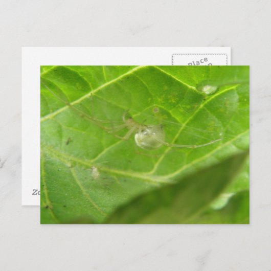 小さいスパイダーポストカード ポストカード (正面/裏面)
