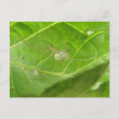 小さいスパイダーポストカード ポストカード (正面)