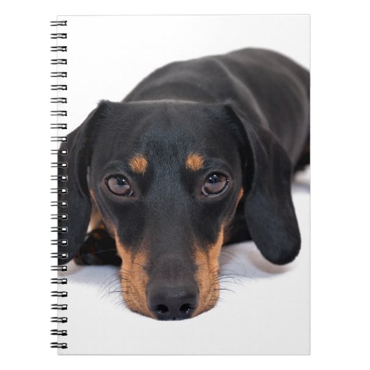 小さいダックスフント ノートブック (正面)