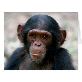 小さいチンパンジー