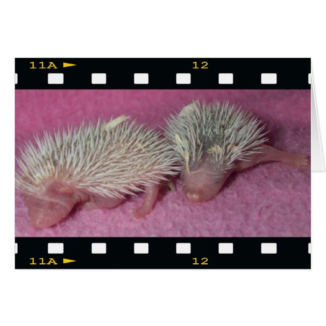 小さいハリネズミのベビー (正面横)