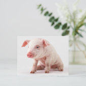 小さいブタ ポストカード (スタンド正面)