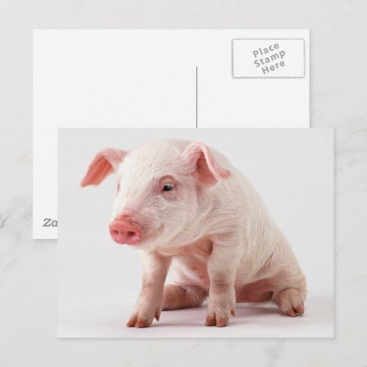 小さいブタ ポストカード (正面/裏面)