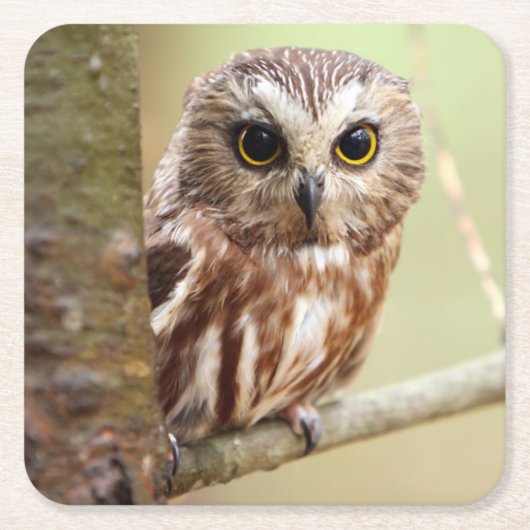 小さいベビーのフクロウ| Ontarios スクエアペーパーコースター (正面)