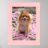 小さいポスター |マーリーポメラニア犬ピンクの花 ポスター (正面)