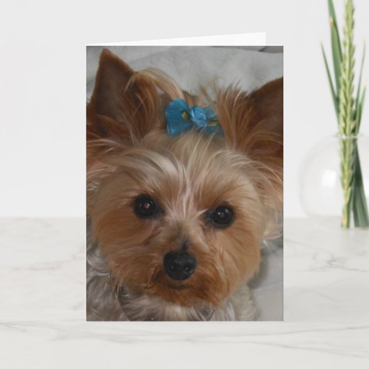 小さい同盟国 カード (正面)