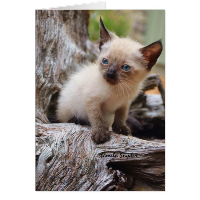 小さい子ネコのinaの大きい世界 (正面)