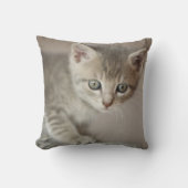 小さい子ネコ クッション (正面)