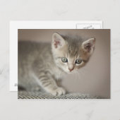 小さい子ネコ ポストカード (正面/裏面)