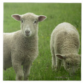 小さい子ヒツジのタイル タイル (正面)