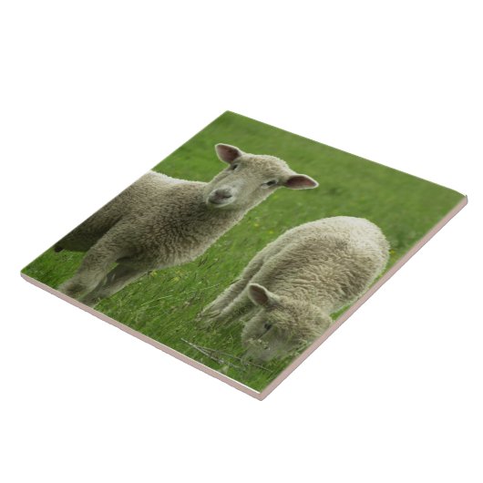 小さい子ヒツジのタイル タイル (側面)