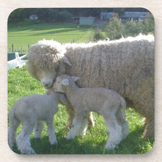 小さい子ヒツジ コースター (正面)