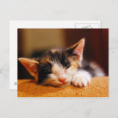 小さい子猫の睡眠 ポストカード (正面/裏面)