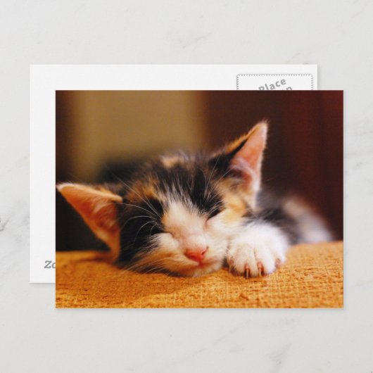 小さい子猫の睡眠 ポストカード (正面/裏面)