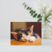 小さい子猫の睡眠 ポストカード (スタンド正面)