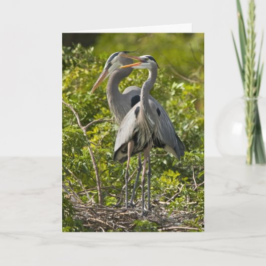 小さい小鳥のバースデー・カード カード (正面)